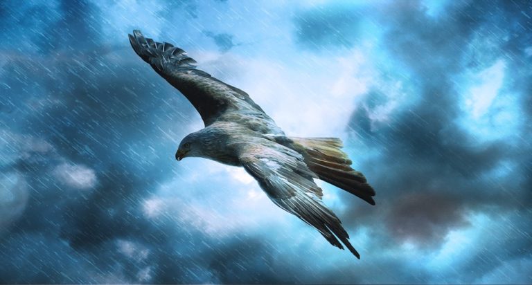 adler-589599_960_720