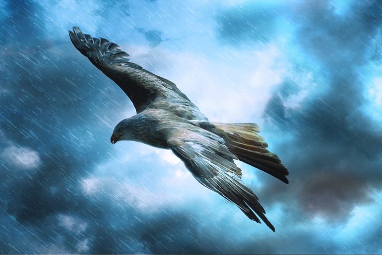 adler-589599_960_720