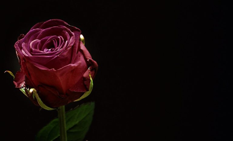 rose-1460766_960_720