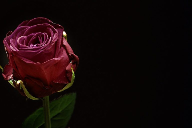 rose-1460766_960_720