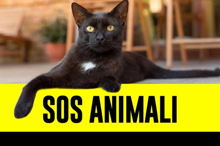 SOS ANIMALI