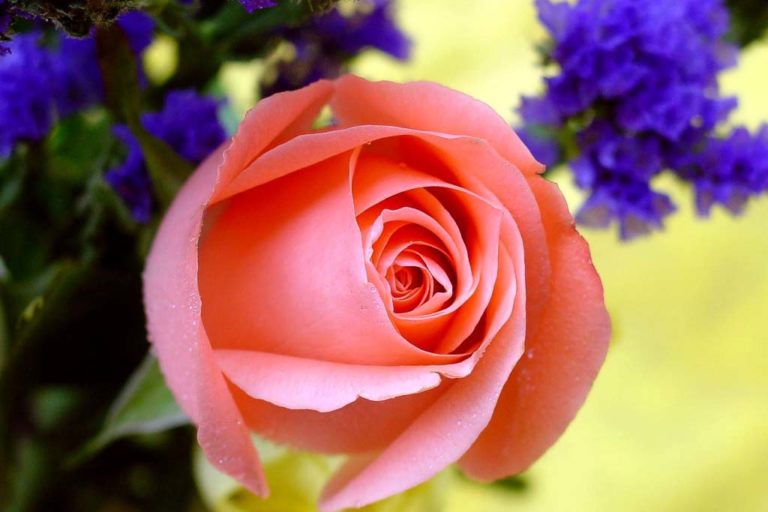 Rosa rosa
