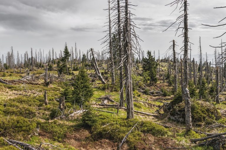 bavarian-forest-3385966_960_720