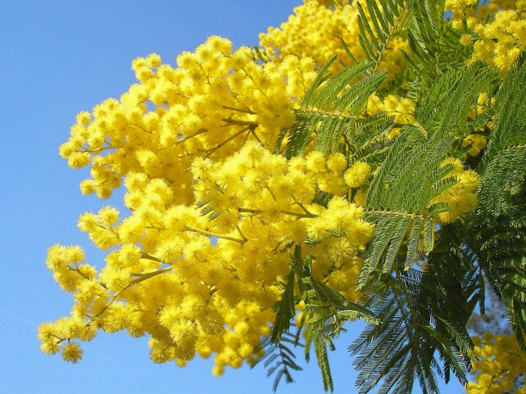 festa-della-donna-mimosa-8-marzo-1024×768