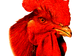 gallo