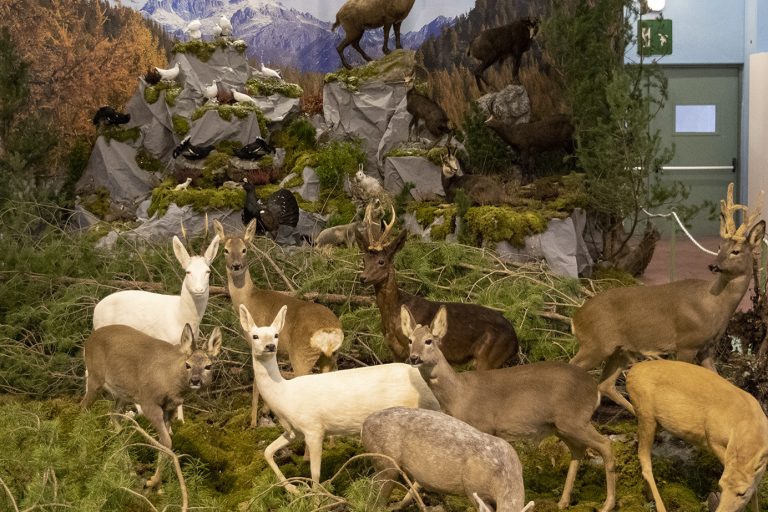Diorama Tassidermia Fauna Selvatica – Vaia