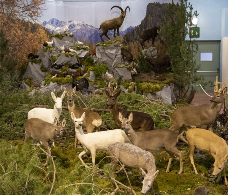Diorama Tassidermia Fauna Selvatica – Vaia