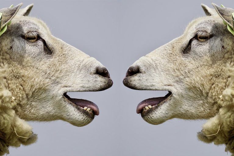 sheep-2372148_960_720