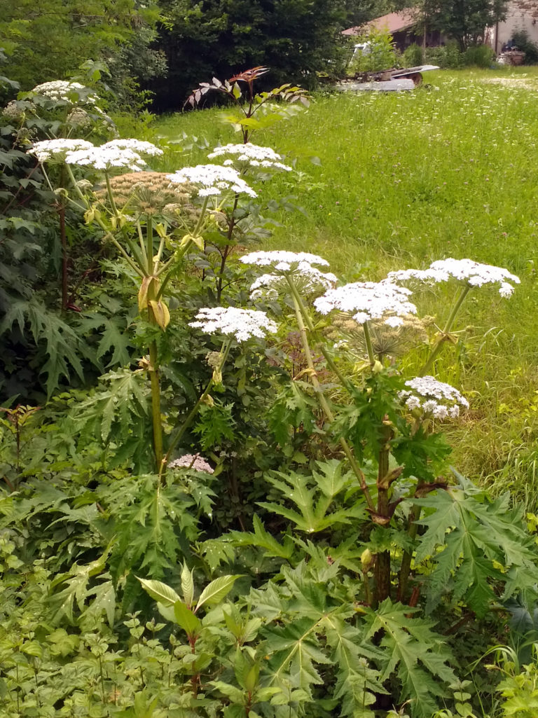 P_20180626_142056_SRES