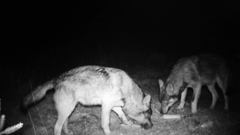 1297-2019 foto lupi Grappa da fototrappola 1