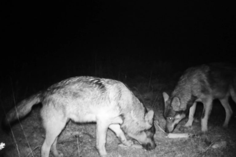 1297-2019 foto lupi Grappa da fototrappola 1