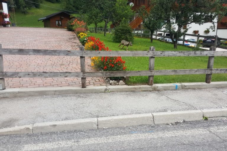 LUPO SOTTOGUDA