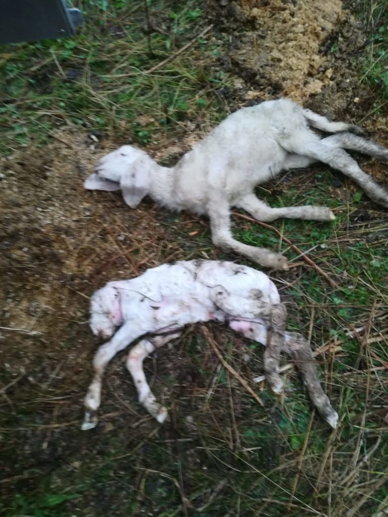 WhatsApp Image 2019-09-08 at 09.28.35 (1)