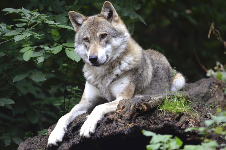wolf-1336229_960_720
