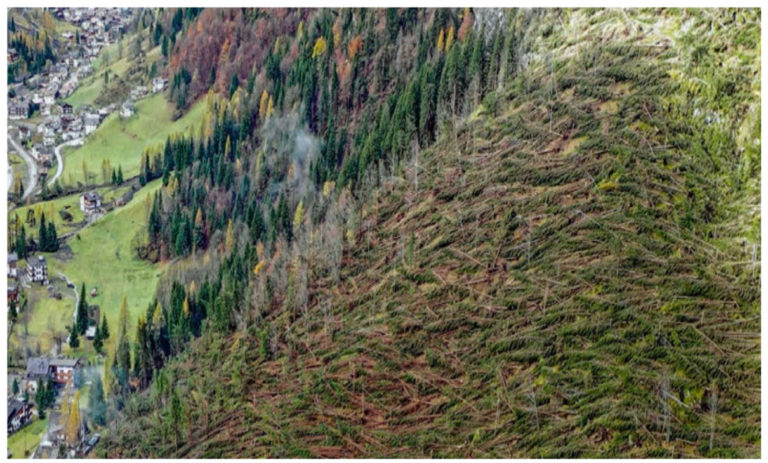 Una delle tante foreste distrutte dal vento, in Cadore.