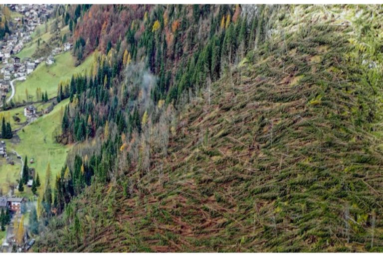 Una delle tante foreste distrutte dal vento, in Cadore.