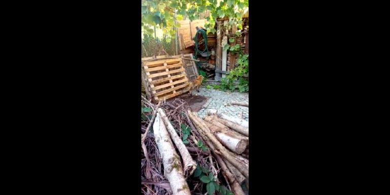 35ca338f-9142-4b1f-a6f9-7f4204a58f58