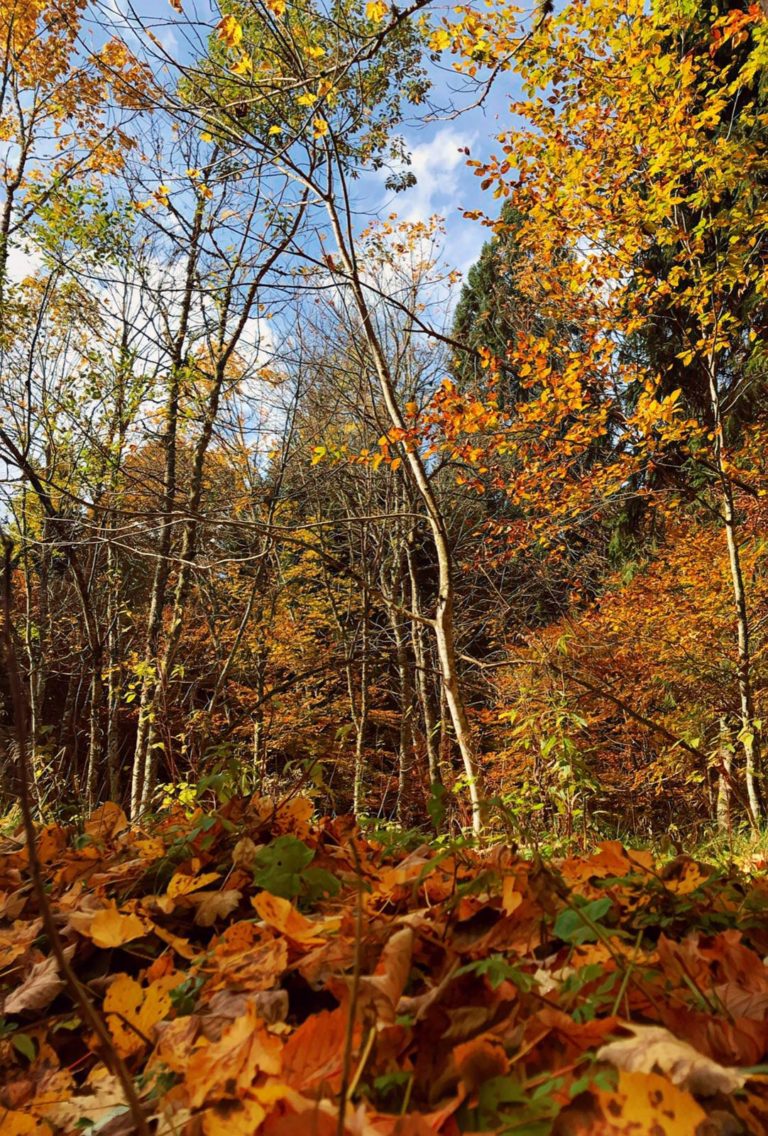 3ae33a1a-79e6-4b69-b59c-3d145461ebfa