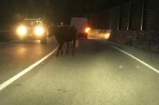 69915490_10220734758505673_1457787538931449856_n-225×300