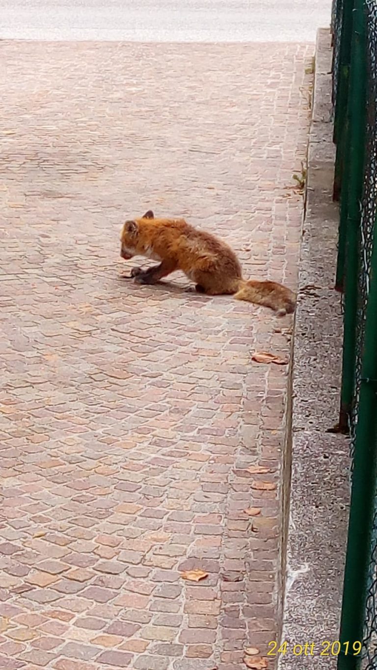 d9443555-c154-44e6-add6-490f28af2cd9