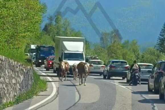 Immagine 2025-05-01 045102