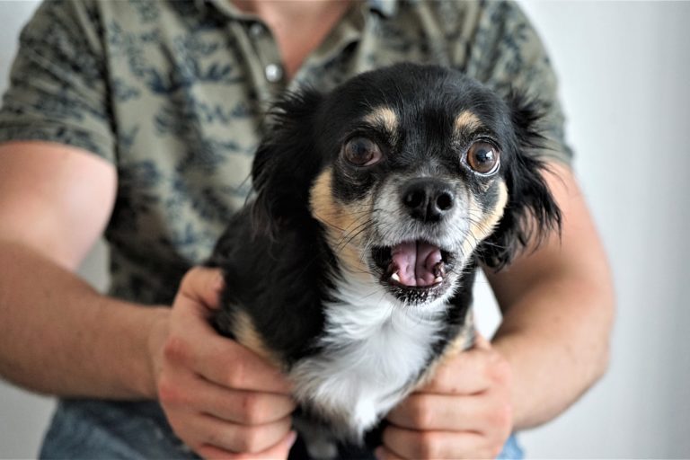 chihuahua-4411622_1280