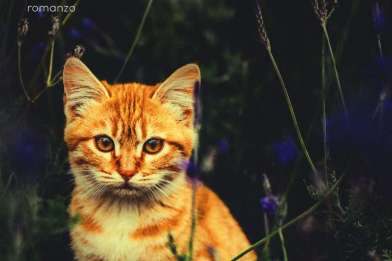 gatto