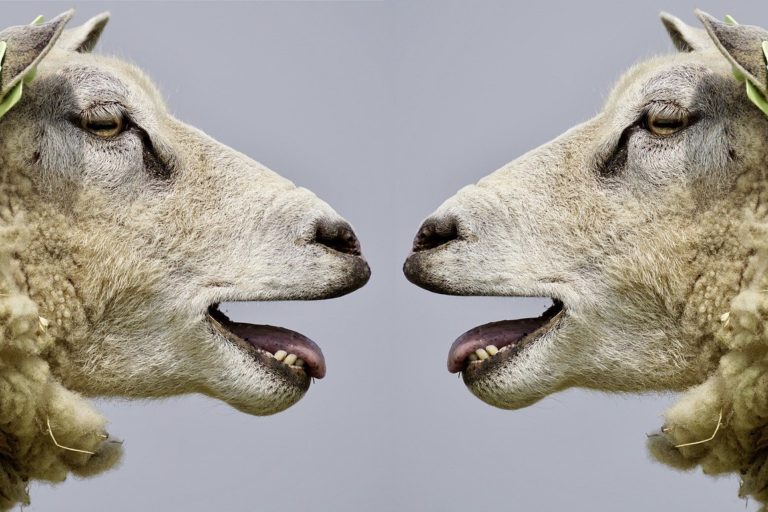 sheep-2372148_1280