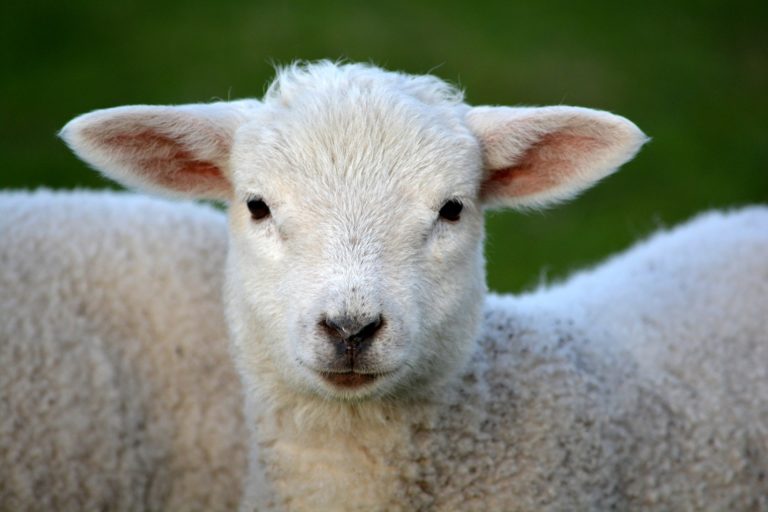 AGNELLO