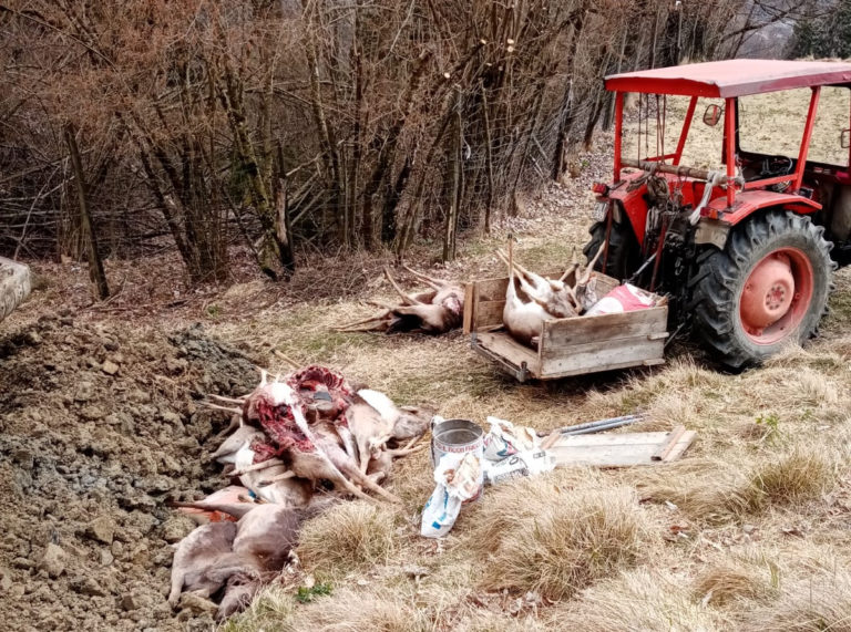 Lupi a Chies Alpago 2