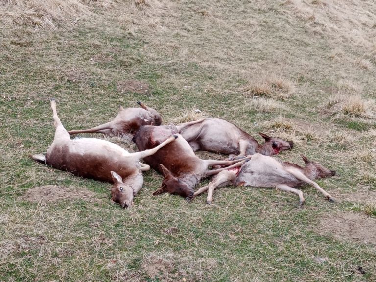 Lupi a Chies Alpago 3