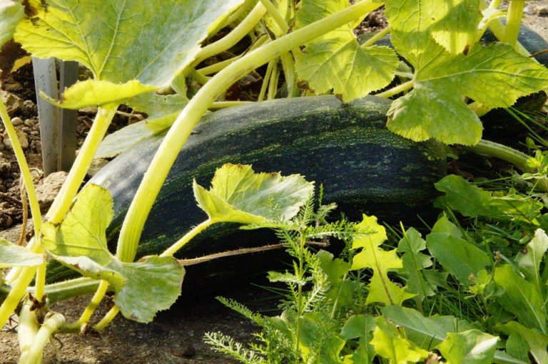 zucchini-190775_960_720