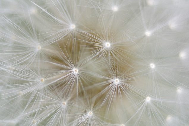 dandelion-5179231_640