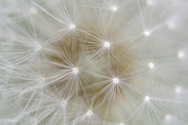 dandelion-5179231_640