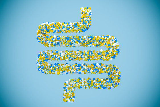 intestino
