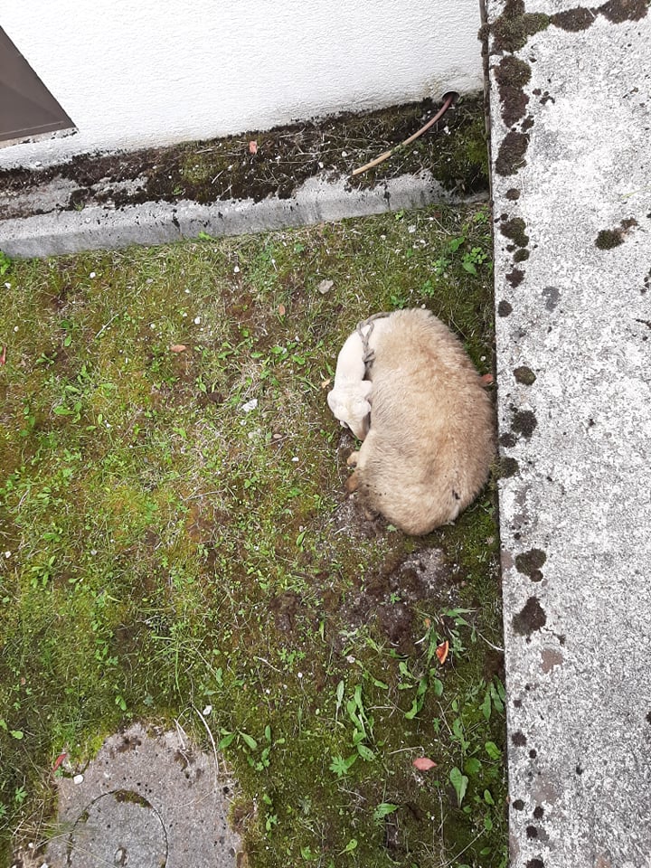 111004991_2572834523030823_3889238338869908634_n