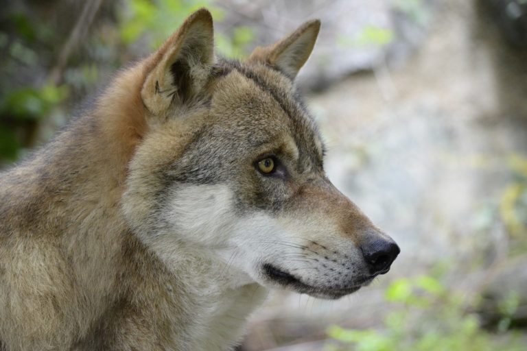 LUPO