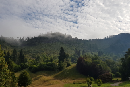 bosco-540×302-540×302