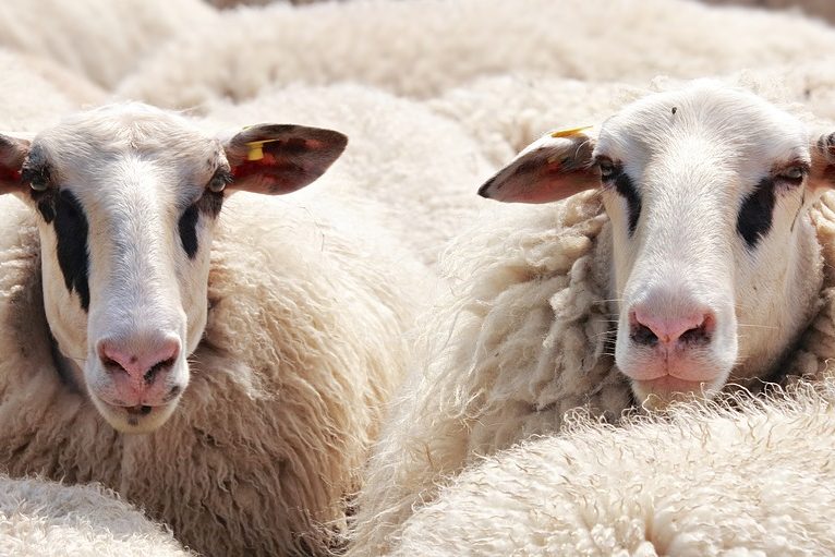 sheep-2292802_960_720