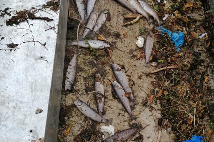 118015728_1274071096269004_2155927631239897095_n