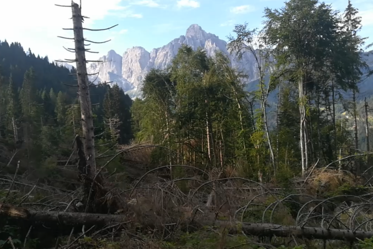 Bosco schiantato per andare a Cavallera (2)