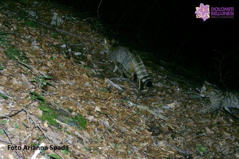Riproduzione gatto selvatico nel PNDB