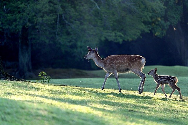 deer-5324645_640