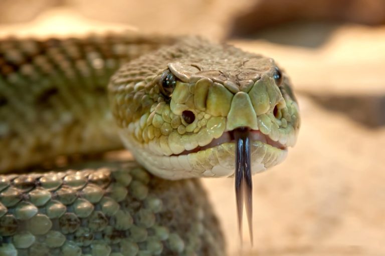vipera