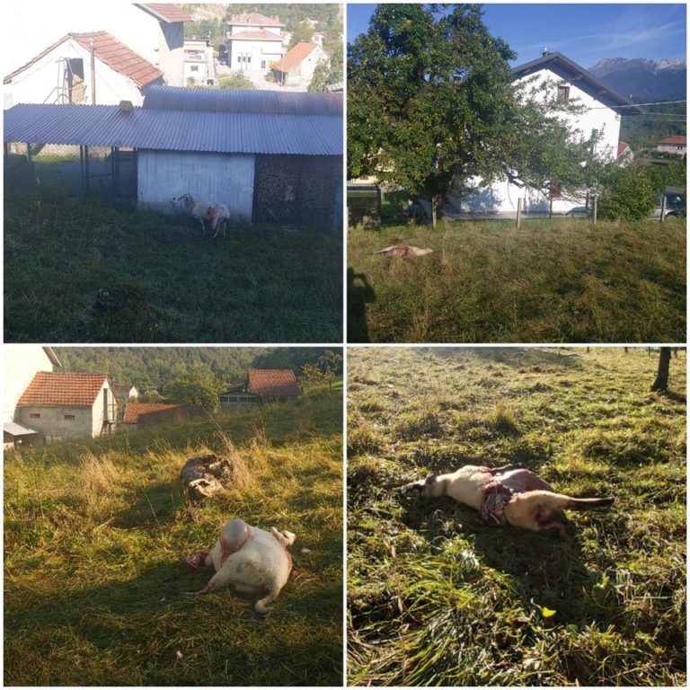 118770499_600208503988768_7999247005674492080_o