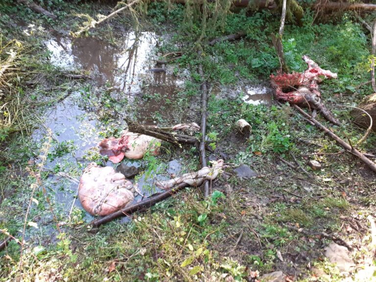 5278e0a4-ffc4-4a98-aa21-3a26f55b130b