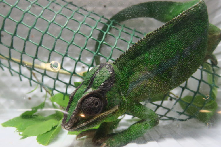 Camaleonte a Reptiles Day 2019