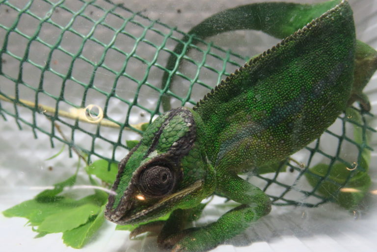 Camaleonte a Reptiles Day 2019