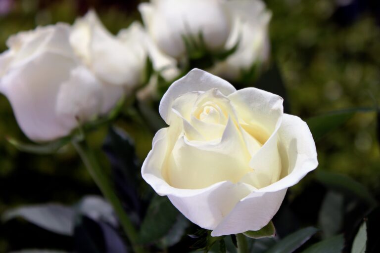 ROSA BIANCA
