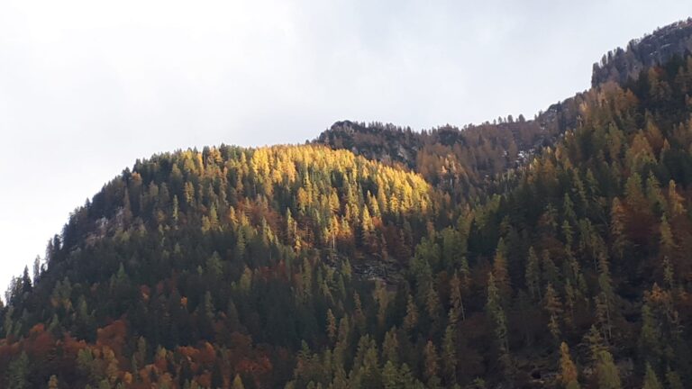 c0ccdaae-d3a1-4b64-9964-372a6b74d77d